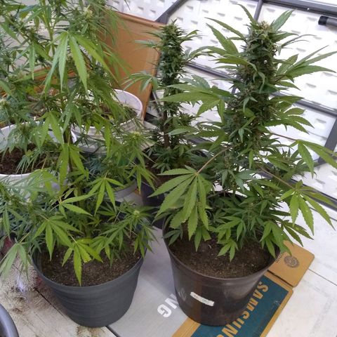 Regular Strain #1 growlog timeline photo