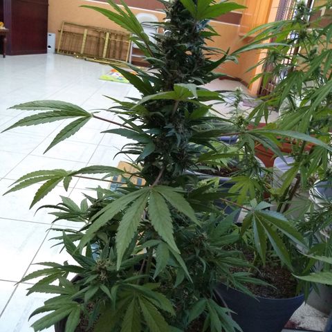 Regular Strain #1 growlog timeline photo