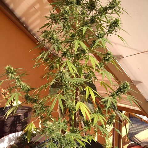 Regular Strain #1 growlog timeline photo