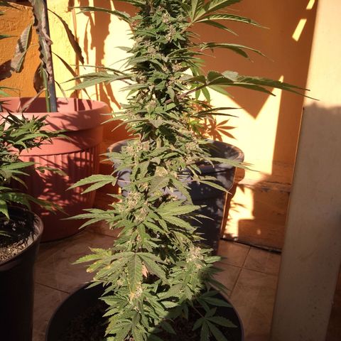 Regular Strain #1 growlog timeline photo