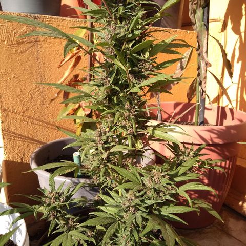 Regular Strain #1 growlog timeline photo