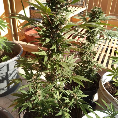 Regular Strain #1 growlog timeline photo