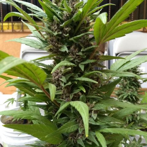 Regular Strain #1 growlog timeline photo