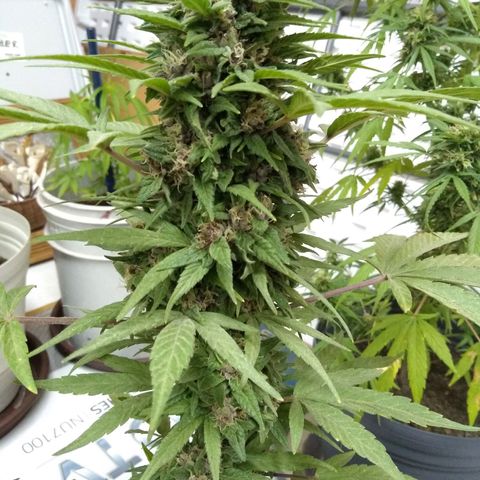 Regular Strain #1 growlog timeline photo
