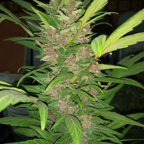 Regular Strain #1 growlog timeline photo