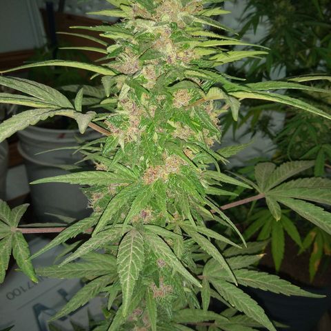 Regular Strain #1 growlog timeline photo