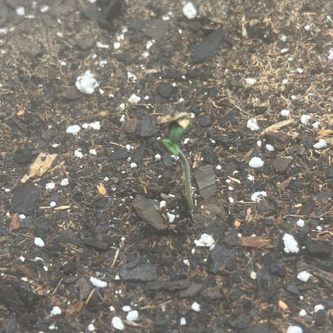 Purple Lemonade DJO growlog timeline photo