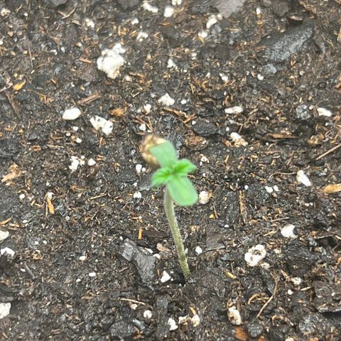 Purple Lemonade DJO growlog photo: Plant 2 