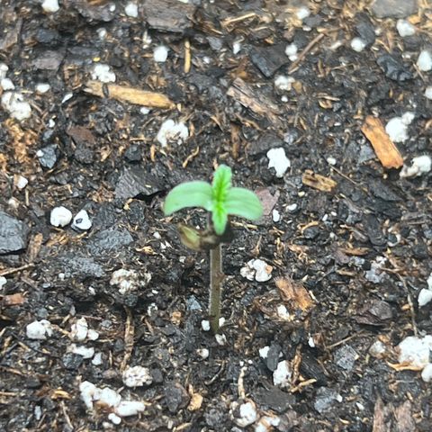 Purple Lemonade DJO growlog photo: Plant 3 
