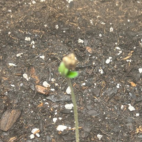 Purple Lemonade DJO growlog photo: Plant 1