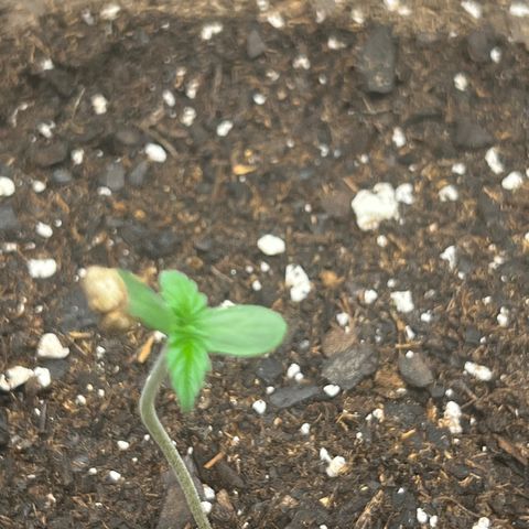 Purple Lemonade DJO growlog photo: Plant 2