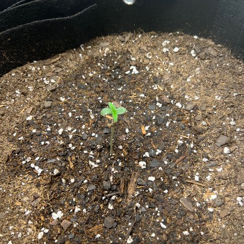 Purple Lemonade DJO growlog photo: Plant 3 