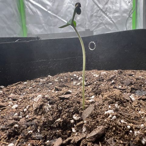 Purple Lemonade DJO growlog photo: Added a tiny bit of soil at the base. Plant 2 