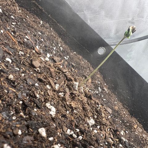 Purple Lemonade DJO growlog photo: Added a tiny bit of soil to the base and 4 drops of distilled  water on the shell still holding the leaves together hoping it with fall off. 