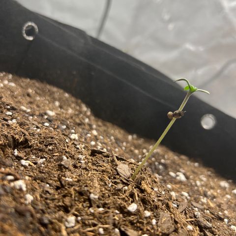 Purple Lemonade DJO growlog photo: Added tiny bit of soil to base of plant 3. All soil was added after watering 