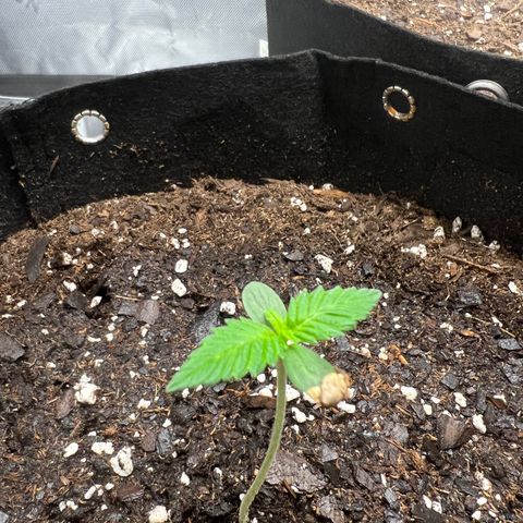 Purple Lemonade DJO growlog photo: Removed this shell piece on plant 2. Also watered 4oz. Same mix from first nutrient water. 