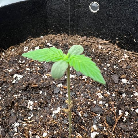 Purple Lemonade DJO growlog photo: Watered plant 3 100 ml. It’s always had 1 droopy leaf so idk if it has slight nutrient burn already on the one droopy tip or if the seed caused that. It does leave behind little brown spots I’ve been removing. Also removed the shell wrapped around the stock below 