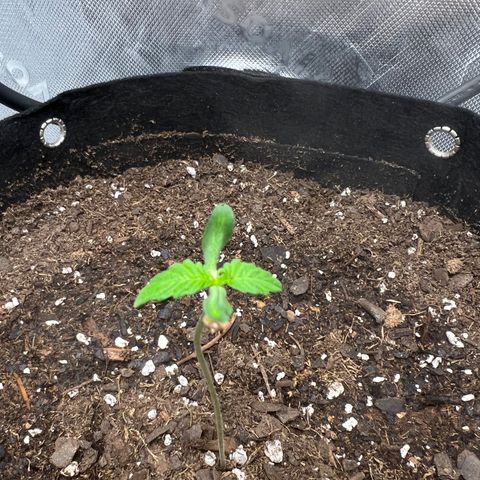 Purple Lemonade DJO growlog photo: Had to remove seed shell on top of plant 1. Then had to pry the leaves apart because they were stuck together. All leaves are a little droopy because the 2 that were stuck together weren’t getting enough light. 