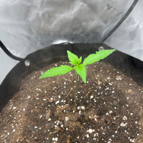 Purple Lemonade DJO growlog photo: Plant 1. Just watering whenever I feel soil is about to become dry. 