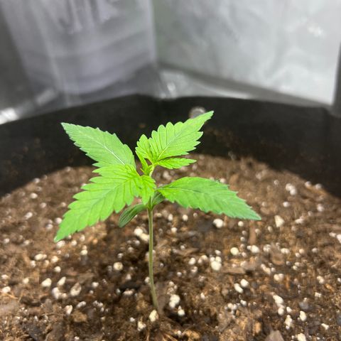 Purple Lemonade DJO growlog photo: Plant 2. Same notes as plant 1 