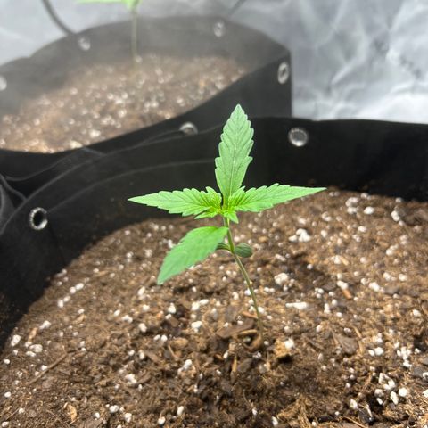 Purple Lemonade DJO growlog photo: Plant 3. Same notes as plant 1