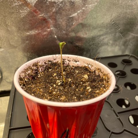 Skywalker Ghost Kush growlog timeline photo