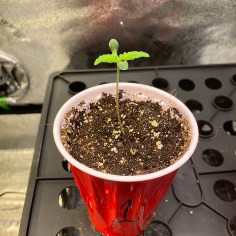 Skywalker Ghost Kush growlog timeline photo