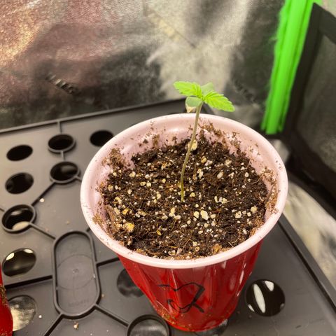 Mystery Seed Sativa growlog timeline photo