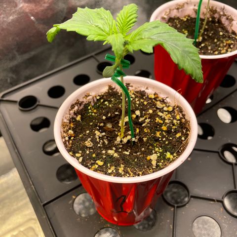 Skywalker Ghost Kush growlog timeline photo