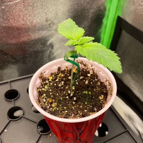 Mystery Seed Sativa growlog timeline photo