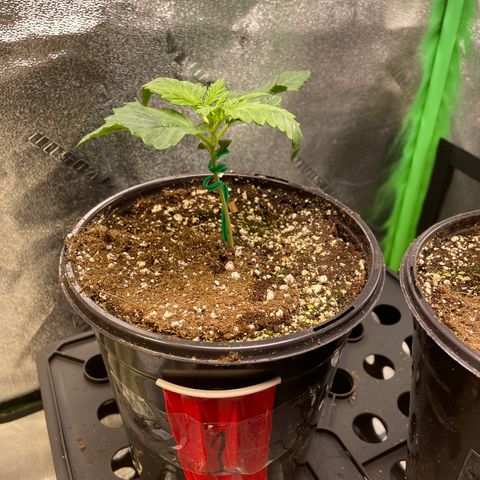 Skywalker Ghost Kush growlog timeline photo