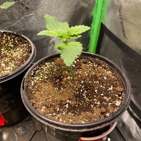 Mystery Seed Sativa growlog timeline photo