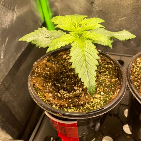 Skywalker Ghost Kush growlog timeline photo