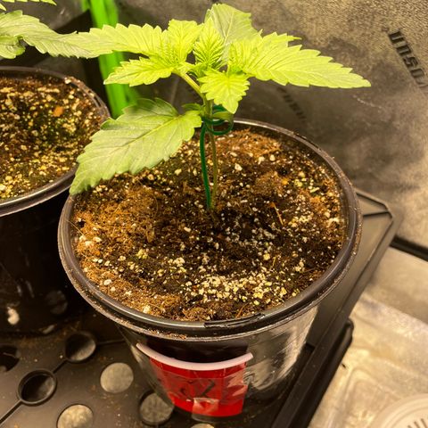 Mystery Seed Sativa growlog timeline photo