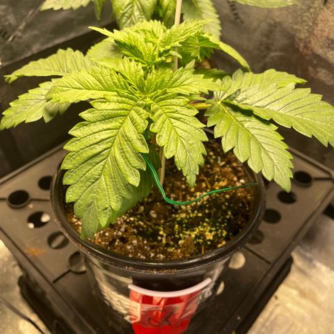 Skywalker Ghost Kush growlog timeline photo