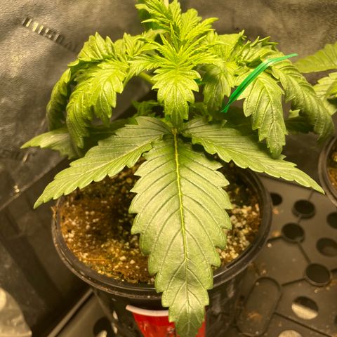 Mystery Seed Sativa growlog timeline photo