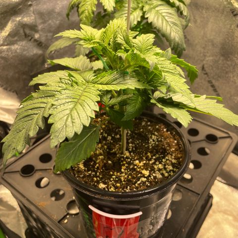 Skywalker Ghost Kush growlog timeline photo
