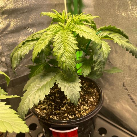 Mystery Seed Sativa growlog timeline photo