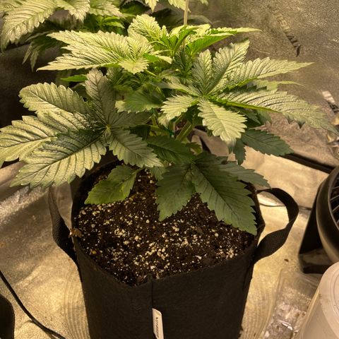 Skywalker Ghost Kush growlog timeline photo