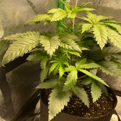 Mystery Seed Sativa growlog timeline photo