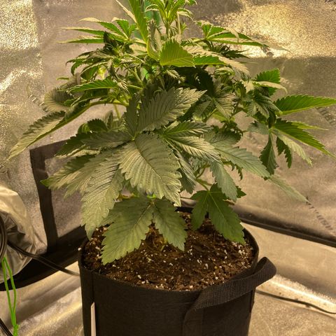 Skywalker Ghost Kush growlog timeline photo