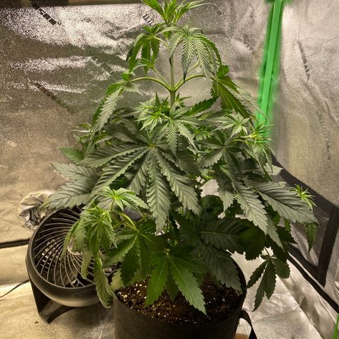 Mystery Seed Sativa growlog timeline photo