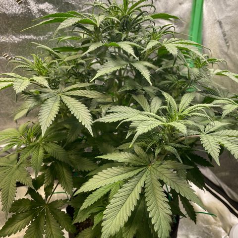 Skywalker Ghost Kush growlog timeline photo