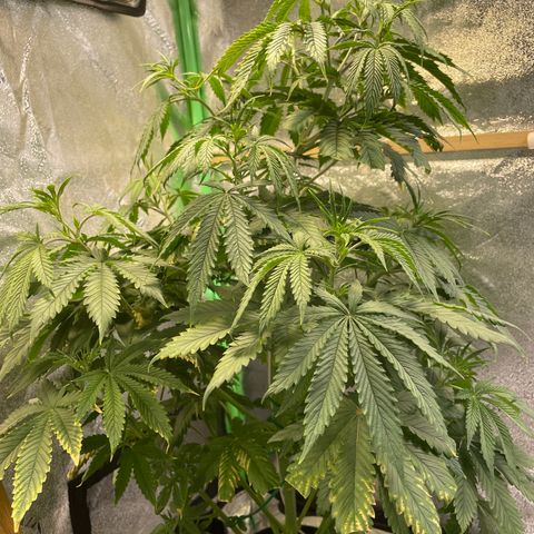 Mystery Seed Sativa growlog timeline photo