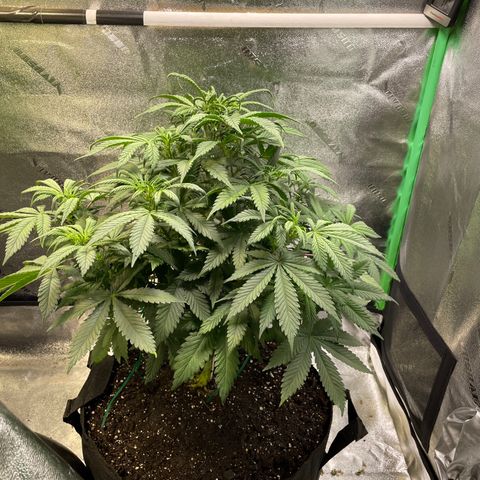 Skywalker Ghost Kush growlog timeline photo