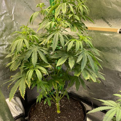 Mystery Seed Sativa growlog timeline photo