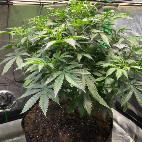 Skywalker Ghost Kush growlog timeline photo