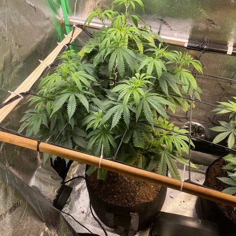 Mystery Seed Sativa growlog timeline photo