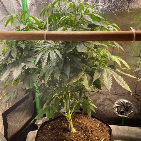 Mystery Seed Sativa growlog timeline photo