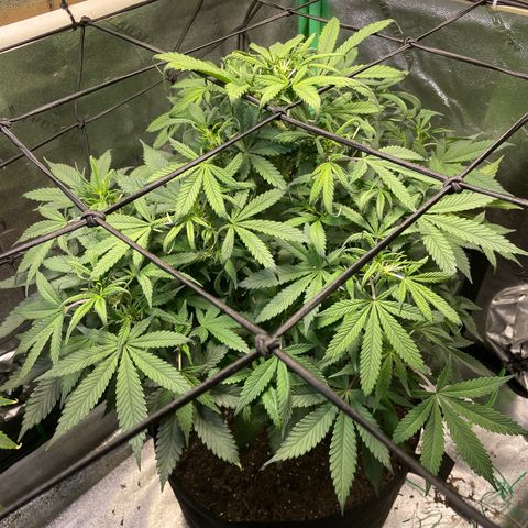 Skywalker Ghost Kush growlog timeline photo
